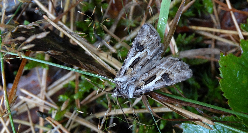 Rolnica szkółkówka (Agrotis vestigialis)