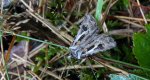 Rolnica szkółkówka (Agrotis vestigialis)