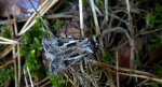 Rolnica szkółkówka (Agrotis vestigialis)