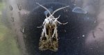 Rolnica szkółkówka (Agrotis vestigialis)