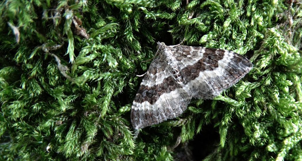 Paśnik zmiennik (Epirrhoe alternata)