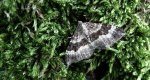 Paśnik zmiennik (Epirrhoe alternata)