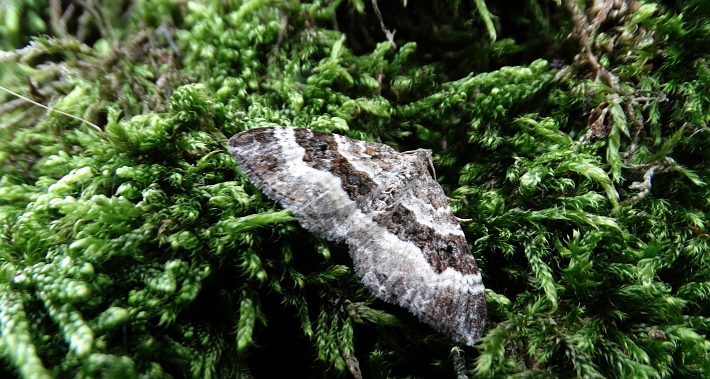 Paśnik zmiennik (Epirrhoe alternata)