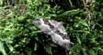 Paśnik zmiennik (Epirrhoe alternata)