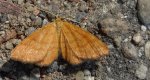 Witalnik rdzawiak (Macaria brunneata)