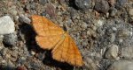 Witalnik rdzawiak (Macaria brunneata)