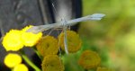 Piórolotek - Gillmeria pallidactyla lub Gillmeria ochrodactyla (a może zupełnie inny)