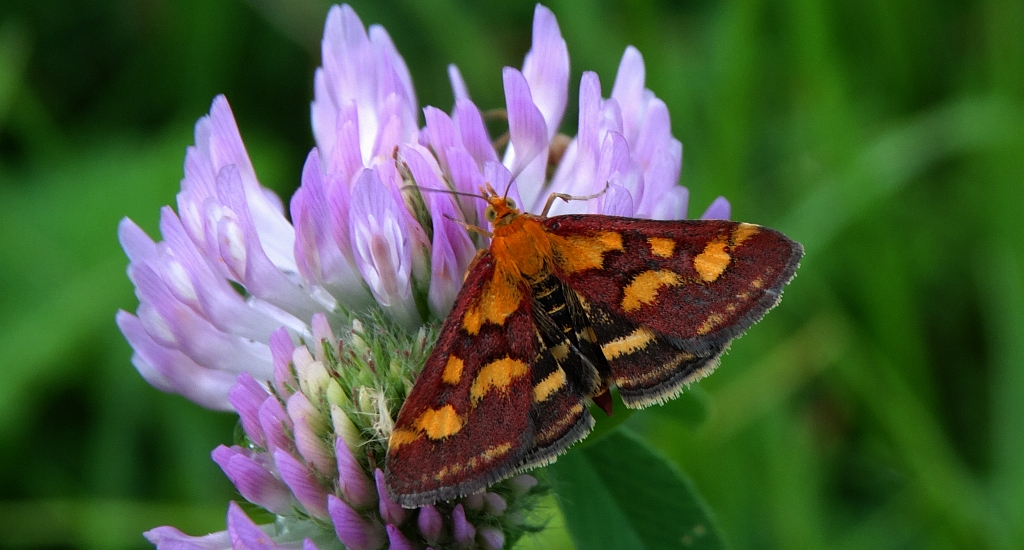 Pyrausta purpuralis