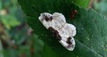 Plamiec trzmieliniak (Ligdia adustata)