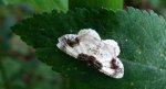Plamiec trzmieliniak (Ligdia adustata)