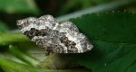 Paśnik zmiennik (Epirrhoe alternata)