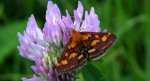 Pyrausta purpuralis