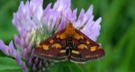 Pyrausta purpuralis