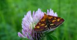 Pyrausta purpuralis