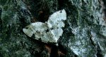 Paśnik zieleniak (Colostygia pectinataria)