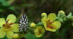 Polnica szachowniczka (Acontia trabealis)