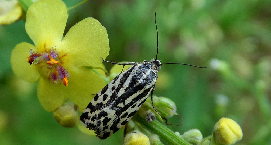 Polnica szachowniczka (Acontia trabealis)