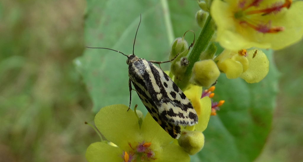 Polnica szachowniczka (Acontia trabealis)