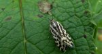 Polnica szachowniczka (Acontia trabealis)