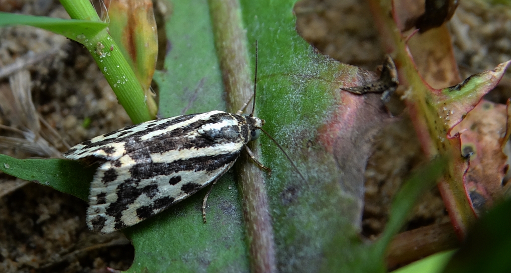 Polnica szachowniczka (Acontia trabealis)