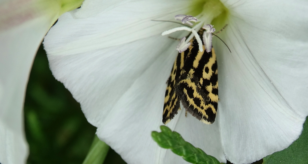 Polnica szachowniczka (Acontia trabealis)