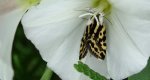 Polnica szachowniczka (Acontia trabealis)