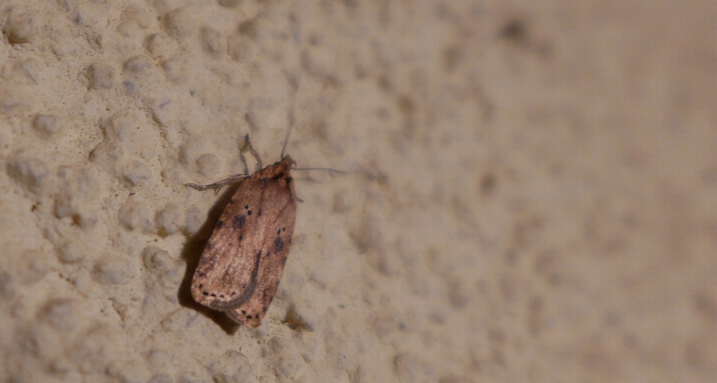 Agonopterix arenella