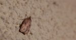 Agonopterix arenella