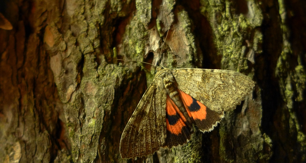 Wstęgówka pąsówka (Catocala nupta)