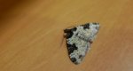 Paśnik chrzaniak (Xanthorhoe fluctuata)