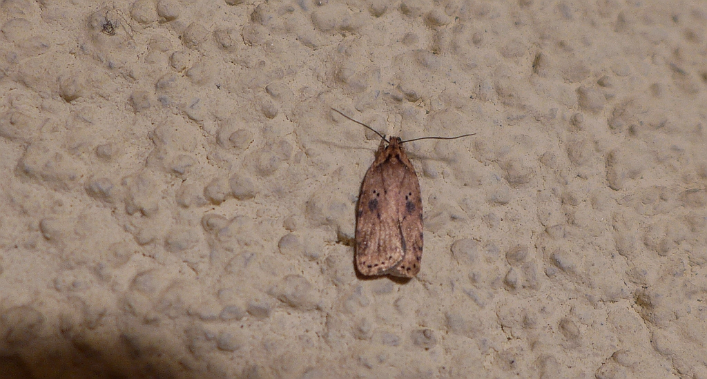 Agonopterix arenella