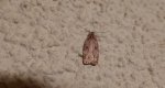 Agonopterix arenella