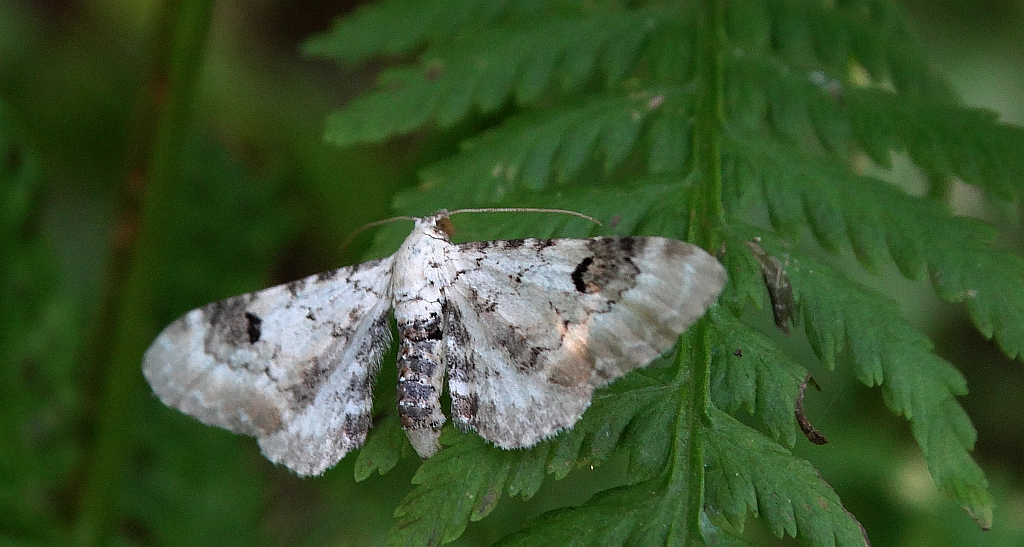 Grotnik chabrowiak (Eupithecia centaureata)