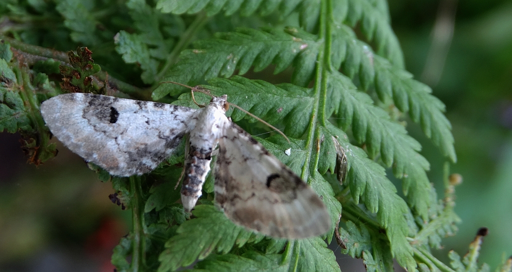 Grotnik chabrowiak (Eupithecia centaureata)