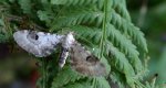 Grotnik chabrowiak (Eupithecia centaureata)