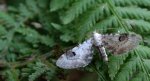 Grotnik chabrowiak (Eupithecia centaureata)