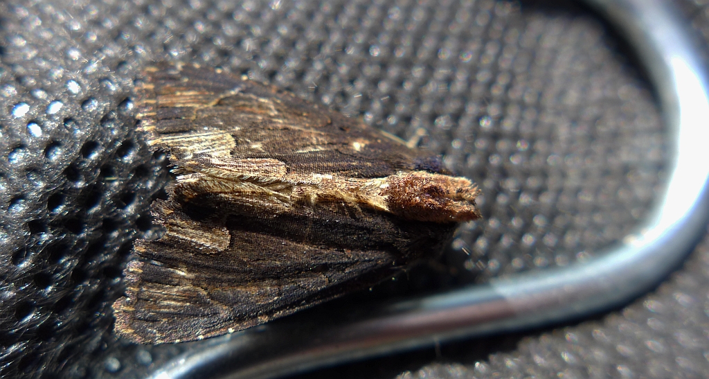 Napleczka szczawnica (Dypterygia scabriuscula)