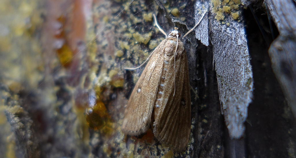 Lenisa geminipuncta