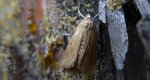 Lenisa geminipuncta