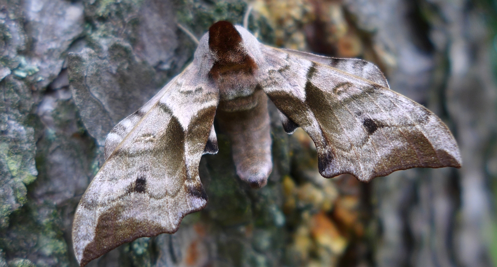 Nastrosz półpawik (Smerinthus ocellata)
