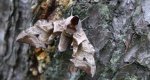 Nastrosz półpawik (Smerinthus ocellata)