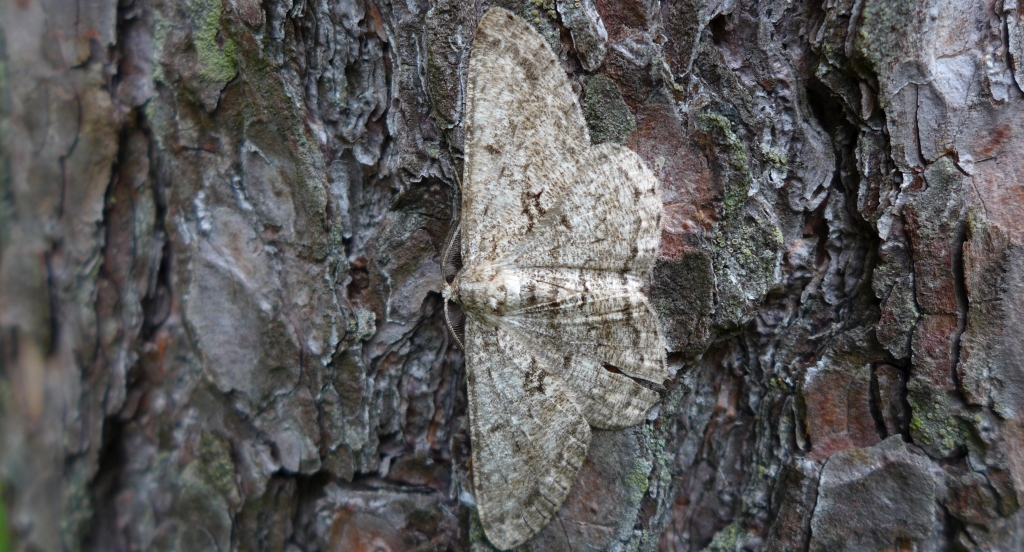 Przylepek nagrabek (Alcis repandata)