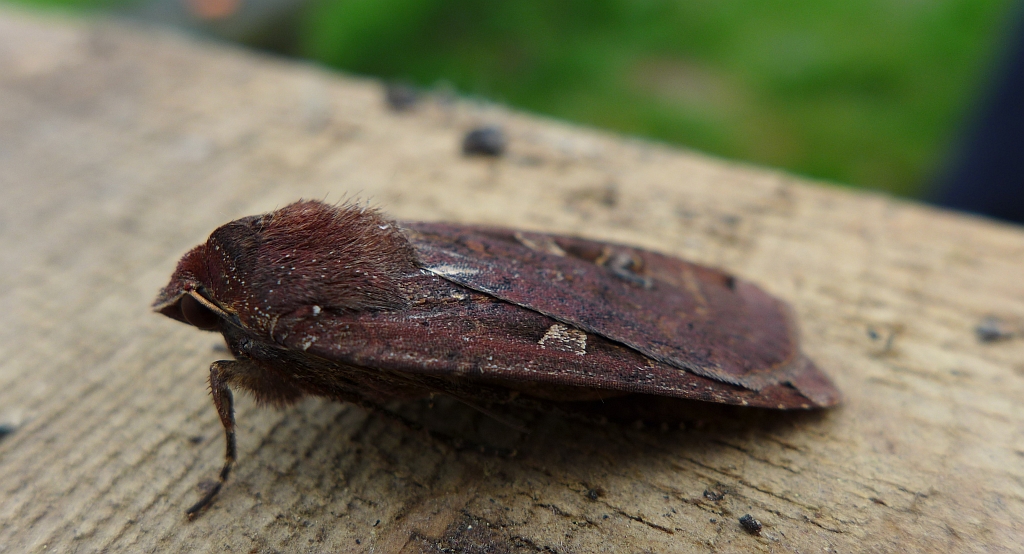 Rolnica tasiemka (Noctua pronuba)