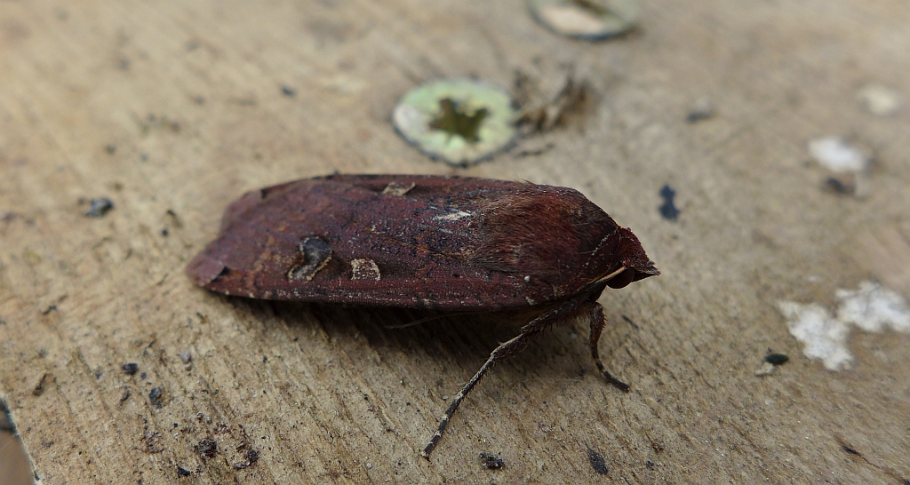Rolnica tasiemka (Noctua pronuba)