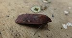 Rolnica tasiemka (Noctua pronuba)