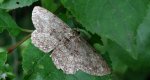 Przylepek nadębek (Hypomecis roboraria)
