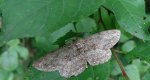Przylepek nadębek (Hypomecis roboraria)