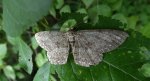 Przylepek nadębek (Hypomecis roboraria)