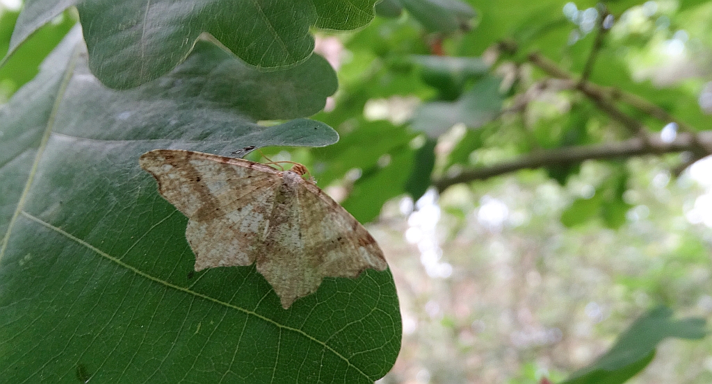 Witalnik choiniak (Macaria signaria)