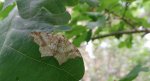 Witalnik choiniak (Macaria signaria)